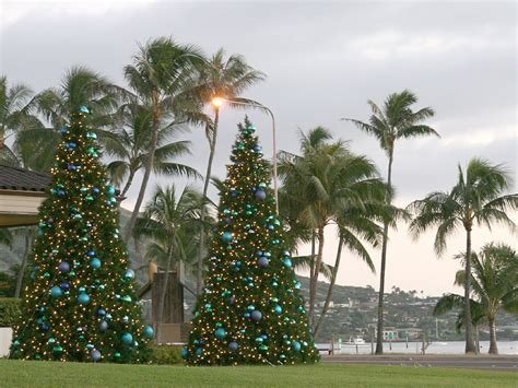 Traditional And Hawaiian Christmas Trees A Photo On Flickriver
