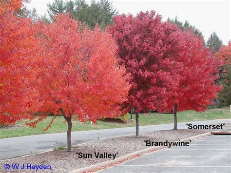Different Varieties Of Red Maple Red Maple Tree Landscape Design