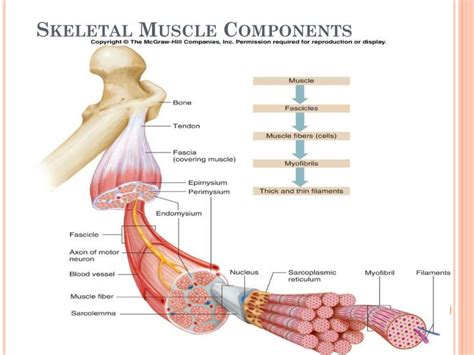 Ppt Muscle Tissue Powerpoint Presentation Id2201400