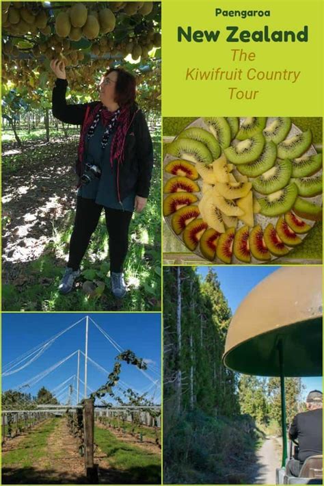 Kiwifruit Country Behind The Scenes At A New Zealand Kiwi Fruit Farm