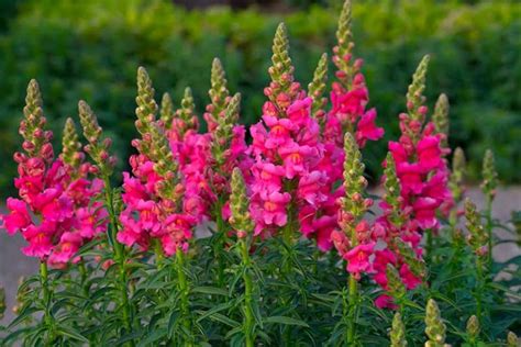 How To Grow And Care For Snapdragon Flowers Antirrhinum Majus