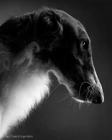 Photographer Paul Croes Beautiful Dog Breeds Borzoi Dog Breeds