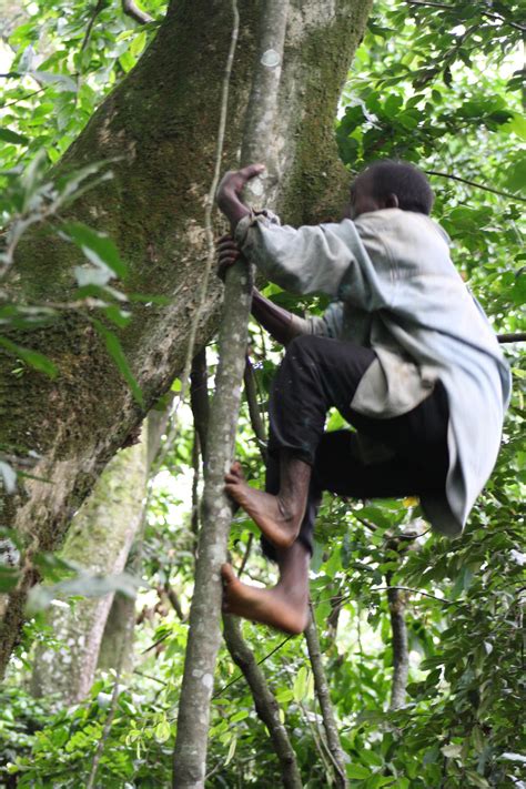 Tree Climbing Tribe Provides New Ideas About Human Evolution The