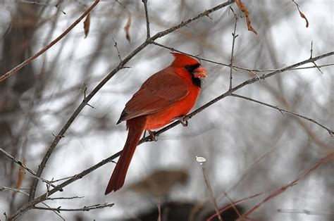 Northern Cardinal Was Named Illinois State Bird In 1929