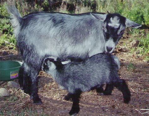 Hair Loss In Pygmy Goats Goats Pygmy Goat Hair Loss