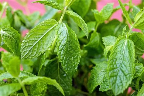 Mint Plant Leaves Turning Brown 9 Causes Solutions And Best Care Tips