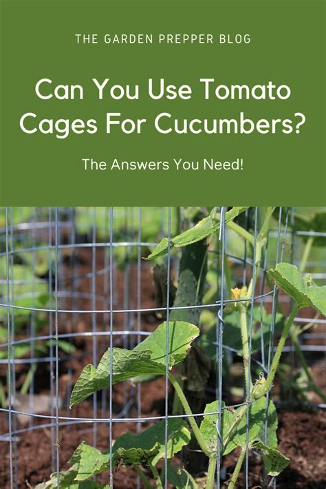 Can You Use Tomato Cages For Cucumbers The Answers You Need In 2023