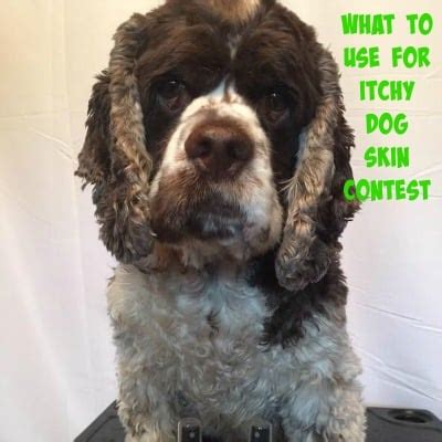 Being a probiotic, yogurt supports your dog's digestive health, both under normal conditions and when your pet is on antibiotics. What To Use for Itchy Dog Skin - Fidose of Reality
