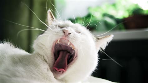 Cats Animals Screaming Yawns Wallpapers Hd Desktop And Mobile