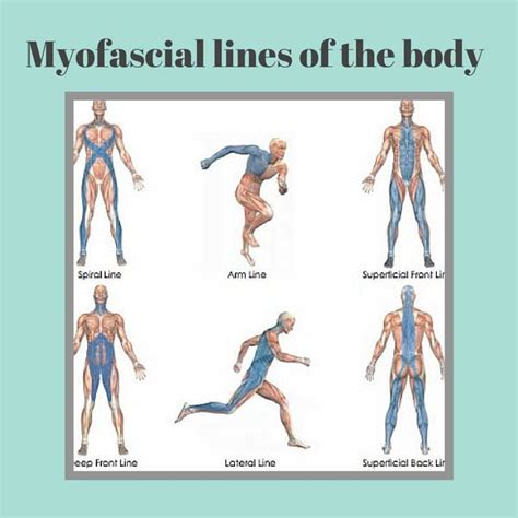 Human Body Anatomy Muscle Anatomy Spine Health Yoga Health Fascia