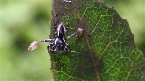 New Spider Species Found Plays Peekaboo To Attract Mates