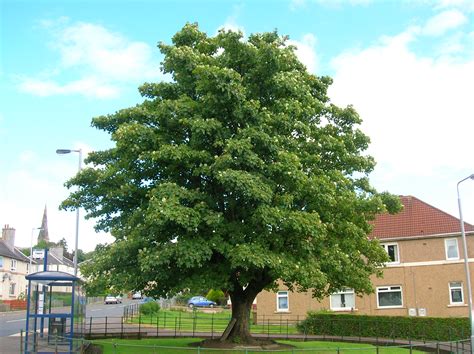Filedalry Sycamore Tree Ayrshire