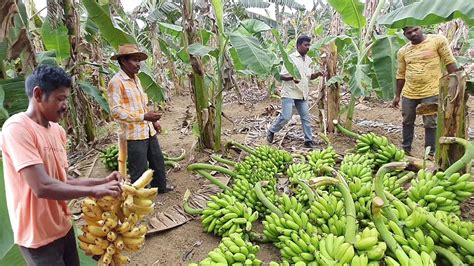 Organic Farming Banana In Rural Indiathotapalli Large Banana Orchard