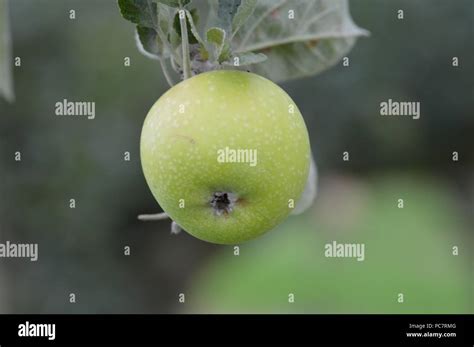 Apple Wyken Pippin Stock Photo Alamy