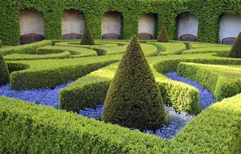 Choosing The Right Hedge Hedging Advice Choose Hedges Correctly