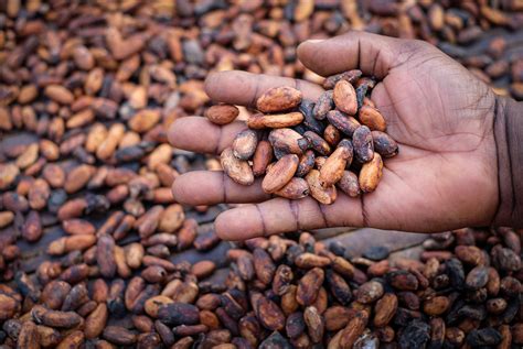 Undp In Partnership With Cocoalife Supports Tree Registration For Cocoa