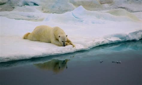 Polar Bears Could Become Extinct Faster Than Was