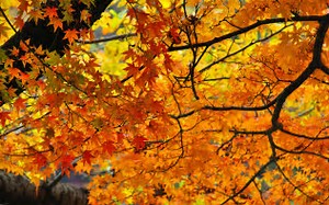 Image result for fall pictures