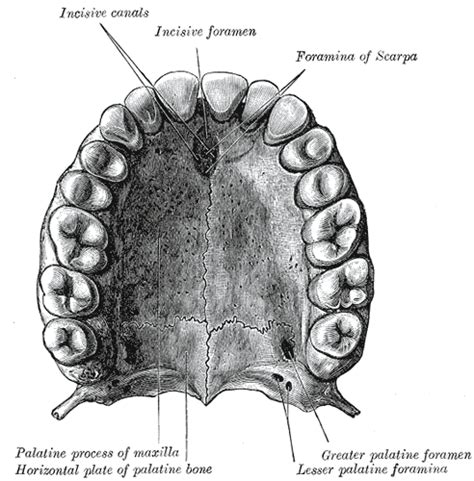 Maxilla Wikidoc