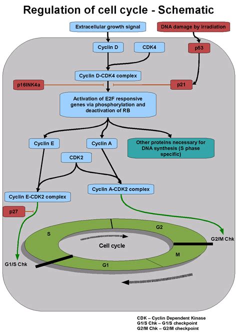 In plants, the phragmoplast extends and forms the cell wall. File:Regulation of cell cycle.png - Wikipedia