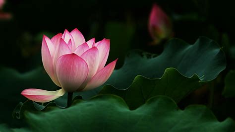 Lotus Pink Lotus Flowers 1920x1080 Wall Paper