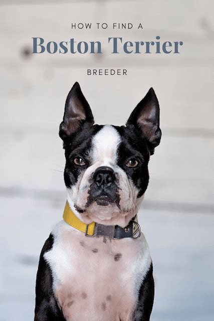 Maybe you would like to learn more about one of these? How to Find a Reputable Boston Terrier Breeder • (Photos ...