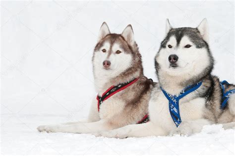 Sled Dog Siberian Husky — Stock Photo © Kalinovsky 5428266