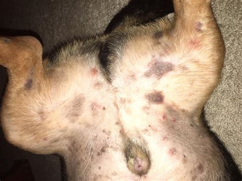 My Dogs Skin Problems Arent Getting Better Black Dots Dog Forum