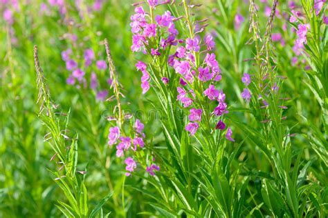 Pink Flowers Of Fireweed And X28epilobium Or Chamerion Angustifolium