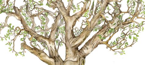 Tree Beings Author Raymond Huber On The Magic Of Treesthe Booktopian