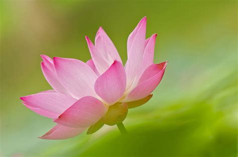Lotus Flower Closeup Pink Color Rare Gallery HD Wallpapers