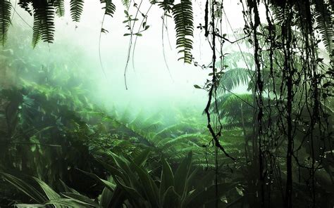 Rainforest Fog Wallpapers Wallpaper Cave