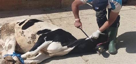 بسبب مذهب معين كثر الحديث مؤخراً عن أنه حلال رغم أنه حرام باتفاق المذاهب ولا خلاف في ذلك عن العلماء ومن أراد أن يطمئن أكثر من أن أنه حرام فليذهب للصفحة على هذا الرابط. ذبح البقرة في المنام للمتزوجة | مقال