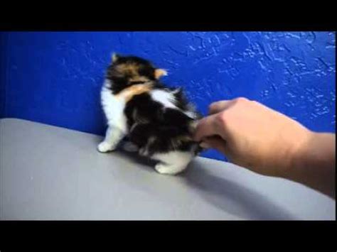 I've met a lot of calico cats in many years of fostering and caring for cats as well as rescue work. Stunning -Black Calico Bicolor Female Ragdoll Kitten from ...