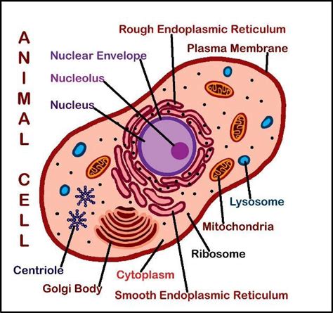 Animal cell diagram given the label on diagram identify the cell part. 2 NEW DOWNLOADS: Plant & Animal Cell Posters (Labeled ...