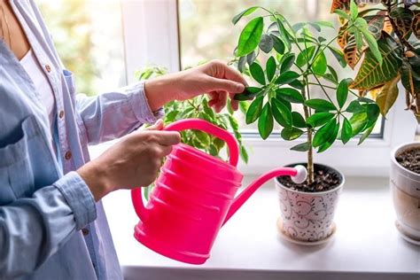 How To Care For Indoor Plants Houseplants Care Guide