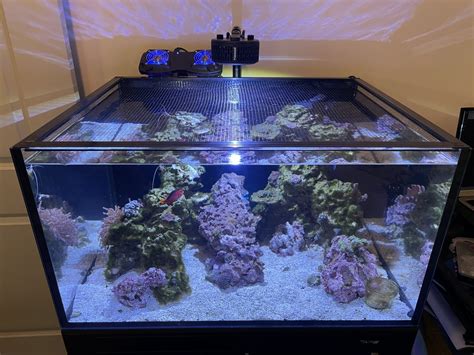 Build Thread Innovative Marine 50 Gallon Ext Lagoon Reef2reef