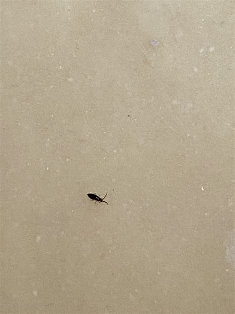 Can Someone Tell Me What This Tiny Bug Is Keep Finding Them In