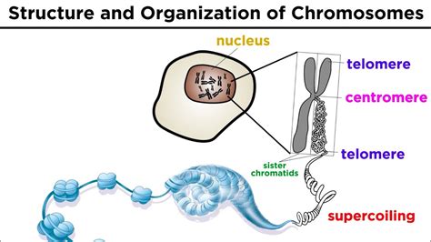 The Structure Chromosome Infographics Royalty Free Ve Vrogue Co