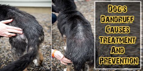 Dogs Dandruff Causes Treatment And Prevention