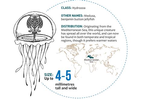 The Immortal Jellyfish 7 Amazing Facts Underwater360