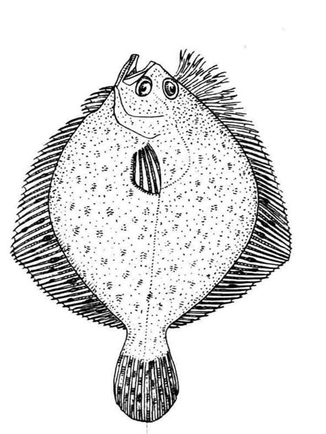 Flounder Fish Coloring Pages Download And Print Flounder Fish Coloring