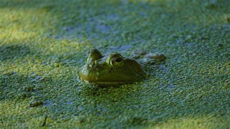 Lithobates Catesbeianus American Bullfrog V Sony E 70 35 Flickr