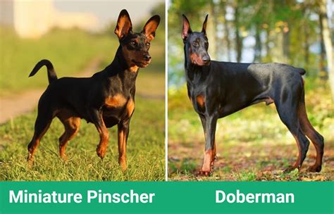 Miniature Pinscher Vs Doberman How Do They Compare With Pictures