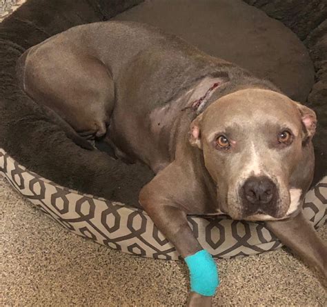 Pit Bull Survives Shooting In Lehigh Acres Swims To Safety
