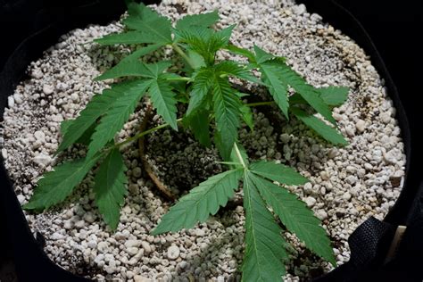Managing Wilting Marijuana Leaves & Drooping Marijuana Leaves - Growing Marijuana Perfectly!