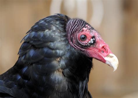 Turkey Vulture Audubon Sharon