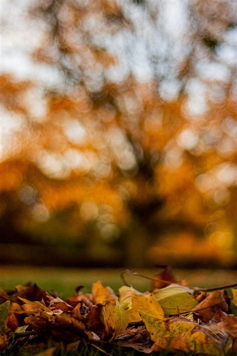 Autumn Autumn Background Blur Full Landscape Leaves Ultra Hd