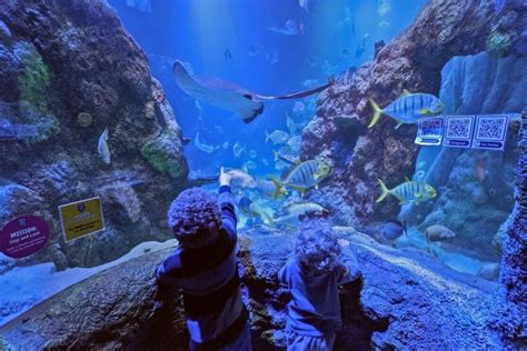 Sea Life Michigan Legoland Discovery Center Host Sensory Mornings