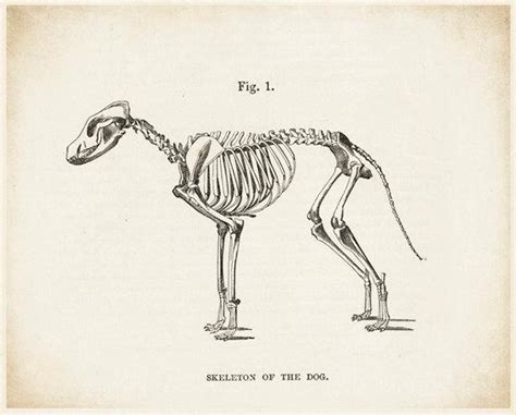 Bootique skittish skeleton halloween dog t shirt x small petco. Dog Skeleton Dog Art Dog Picture Dog Drawing Skeleton